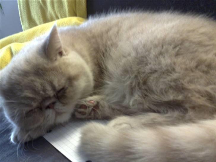 Exotic Noah billede 8