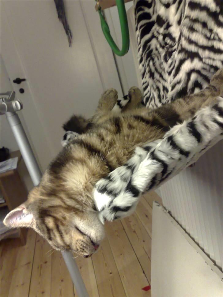 Blanding af racer Loke - Han EEELSKER sin radiatorseng, og der er ikke engang varme på endnu ;) billede 10