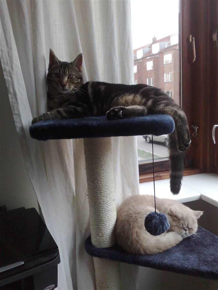 Blanding af racer Loke - Kongen af klatrestativet... Noah må også godt være der.... billede 11