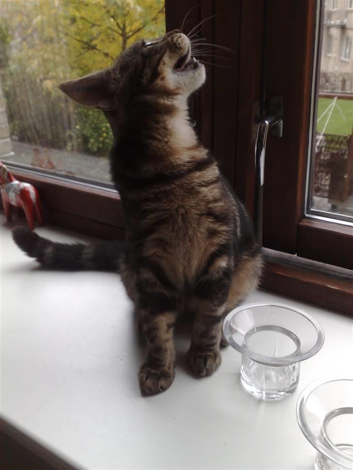 Blanding af racer Loke billede 12