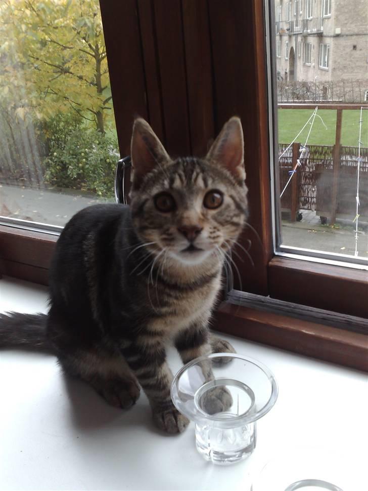 Blanding af racer Loke billede 13