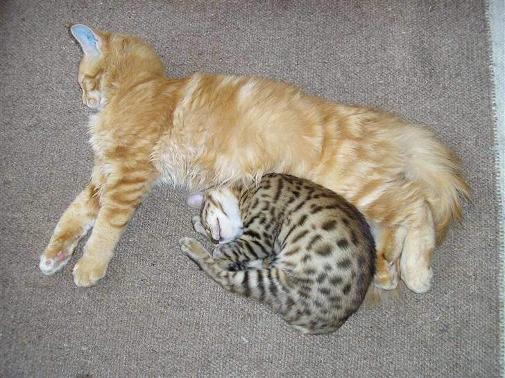 Bengal Afroditte billede 4