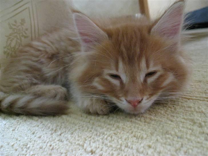 Maine Coon Johny ? billede 4