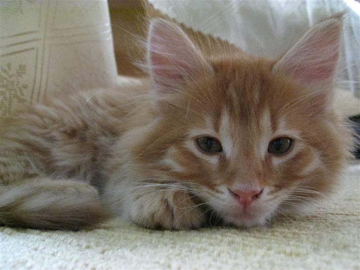 Maine Coon Johny ? billede 5