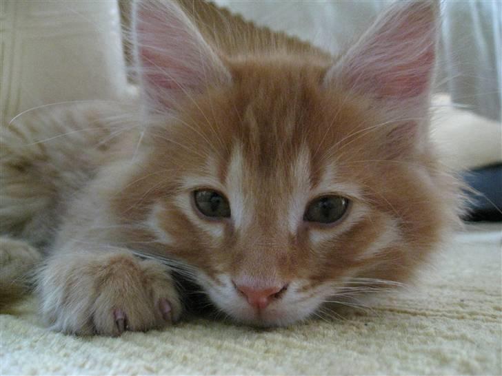 Maine Coon Johny ? billede 6