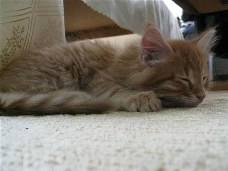 Maine Coon Johny ? billede 7