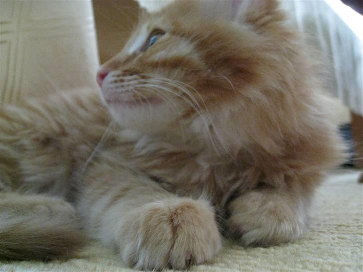 Maine Coon Johny ? billede 8