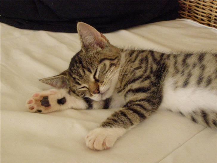 Huskat Shia - Shia som killing billede 1