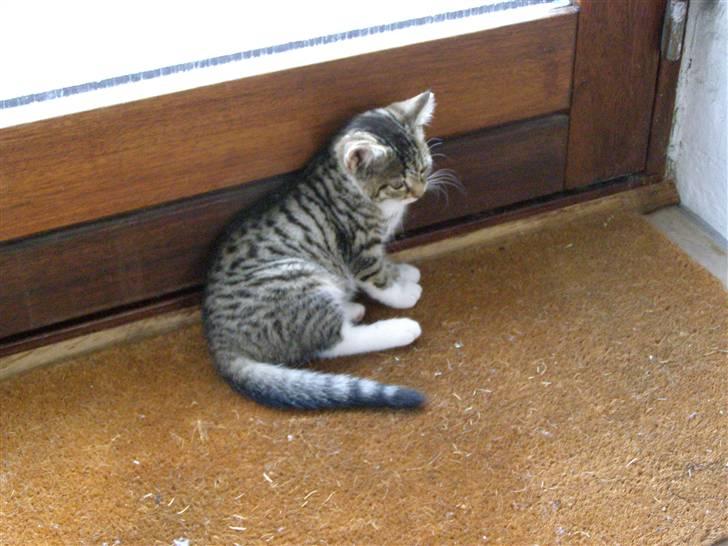 Huskat Shia - Shia som killing billede 2