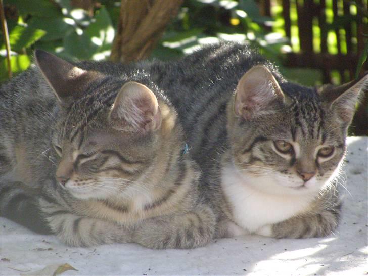 Huskat Shia - Shia og koda som killinger "Mig og min bror tag os lige en slapper på terassen" billede 3