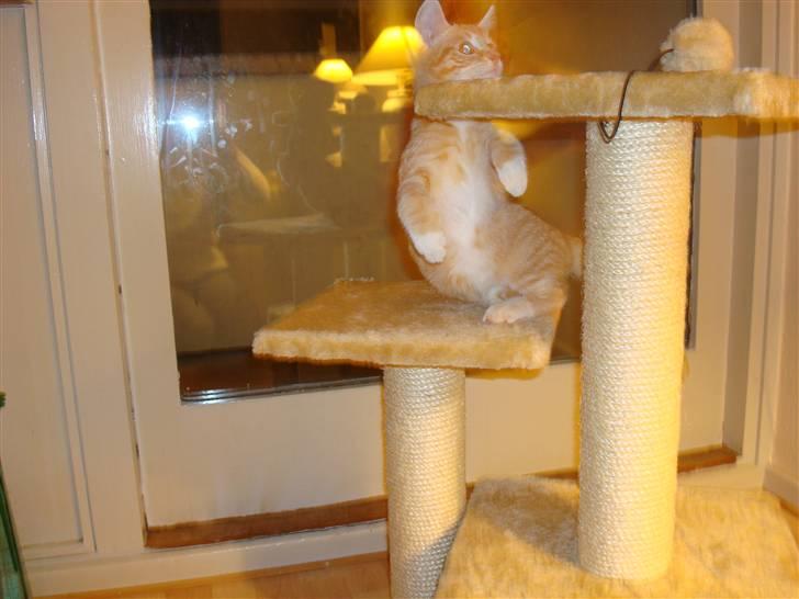 Huskat Tiger - Se hvad jeg kan ;) billede 2