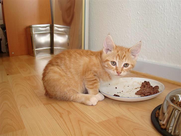 Huskat Tiger - Her er jeg 14 uger og lige kommet hjem :) billede 3