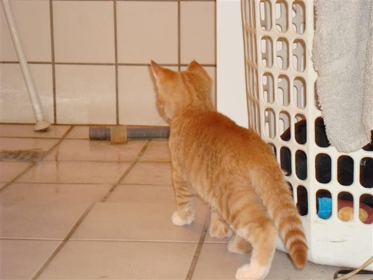 Huskat Tiger - Gad vide om den slange bider ? billede 4