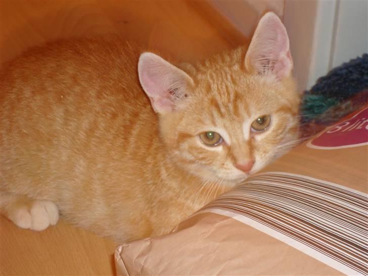 Huskat Tiger - Dejligt med 5 min ro billede 5