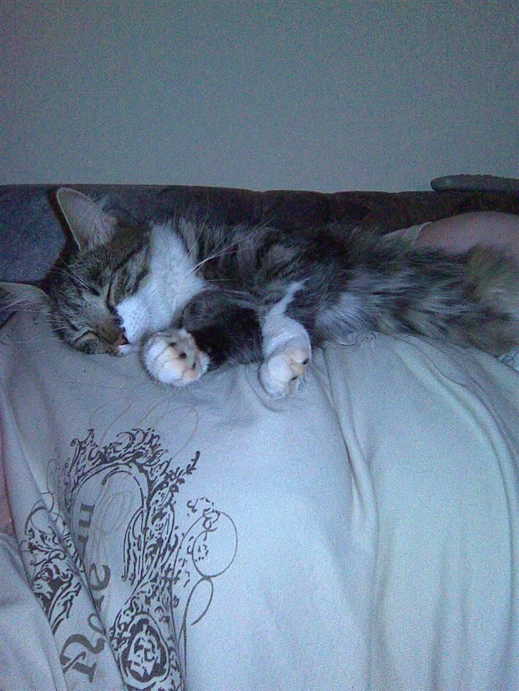 Blanding af racer Frk. Olsen - Her er dejligt hos mor. zzzzz billede 19