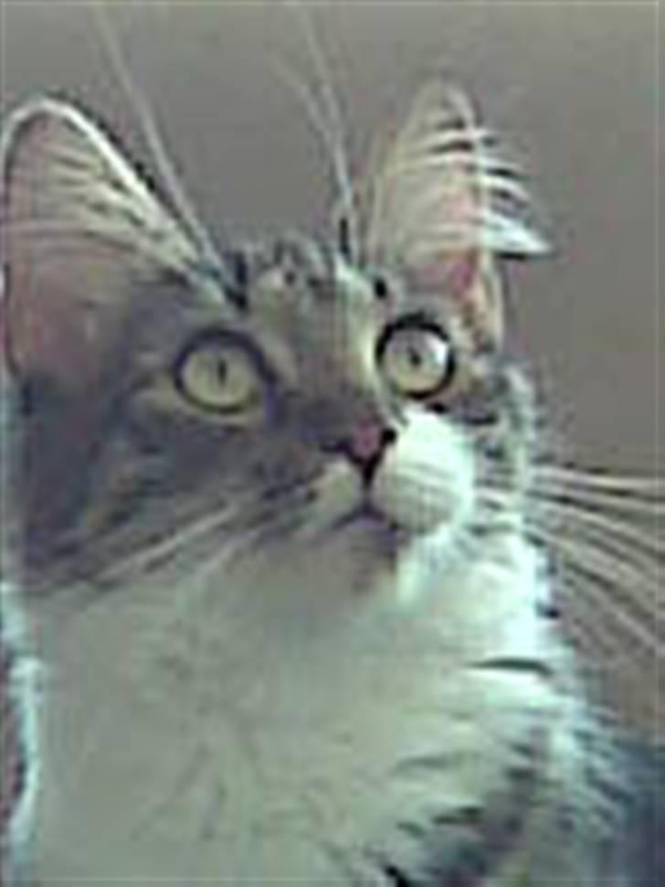 Blanding af racer Frk. Olsen billede 20