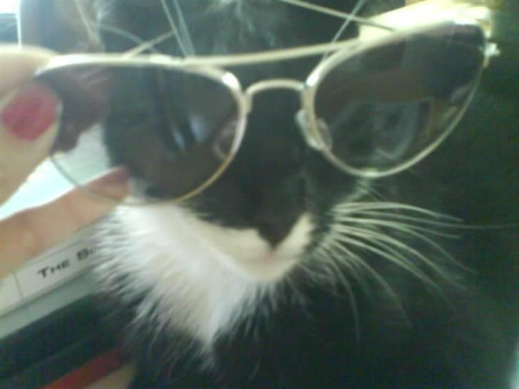 Huskat Bella - så er vi klar til og få taget model billede :D billede 10