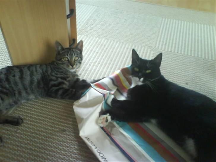 Huskat Bella - Bella og Benji der leger billede 12