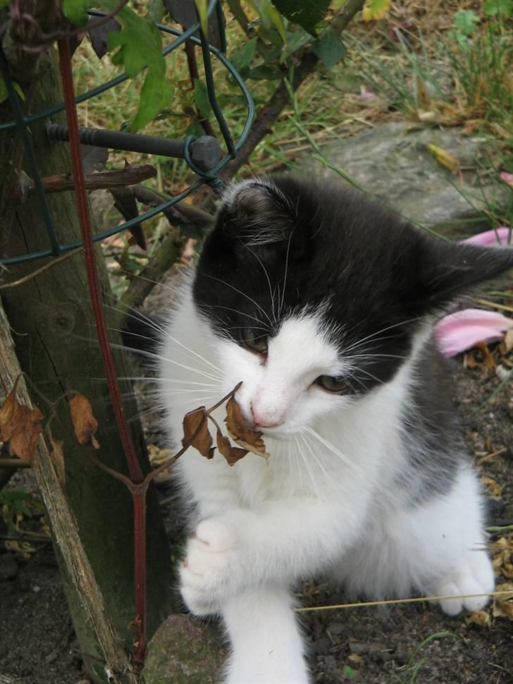 Blanding af racer Prikken *død* - Ude i haven billede 7