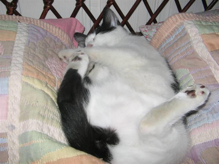 Blanding af racer Prikken *død* - Prikkens yndlings sovestilling :) billede 8