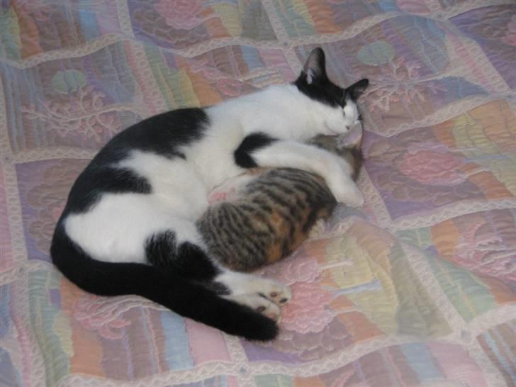 Blanding af racer Prikken *død* - Prikken og Ingeborg igen.  billede 9