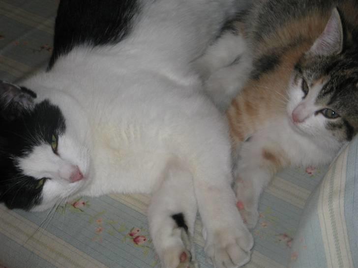 Blanding af racer Prikken *død* - Prikken og hendes søster Ingeborg:) billede 10