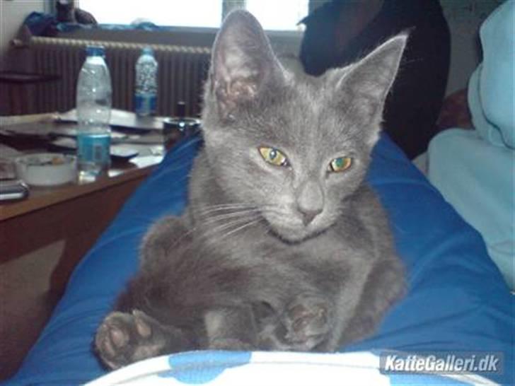 Russian Blue hr vimse død billede 1