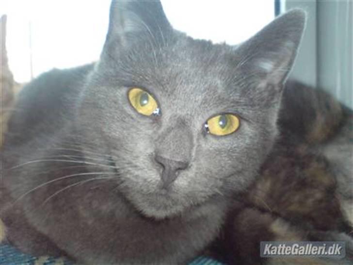 Russian Blue hr vimse død billede 2