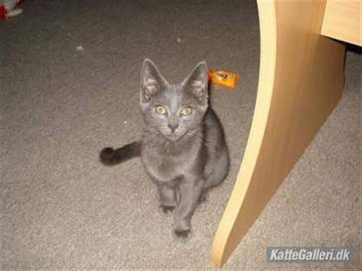 Russian Blue hr vimse død billede 3