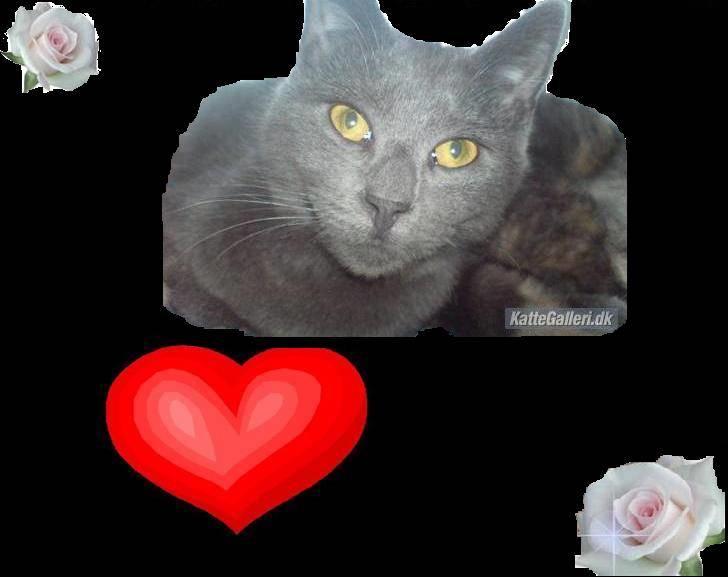 Russian Blue hr vimse død billede 4