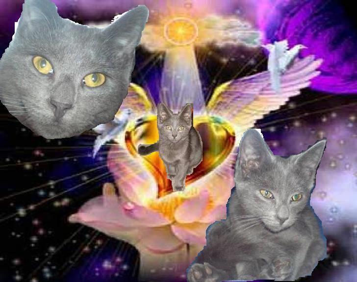 Russian Blue hr vimse død billede 5