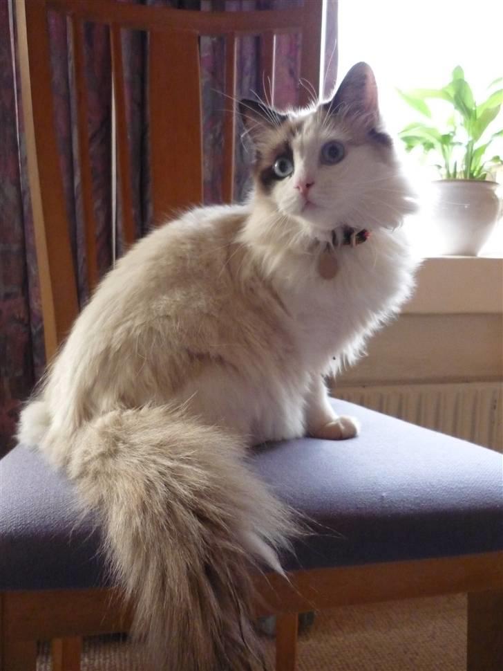 Ragdoll Den maskerede hævner - 8 måneder billede 2