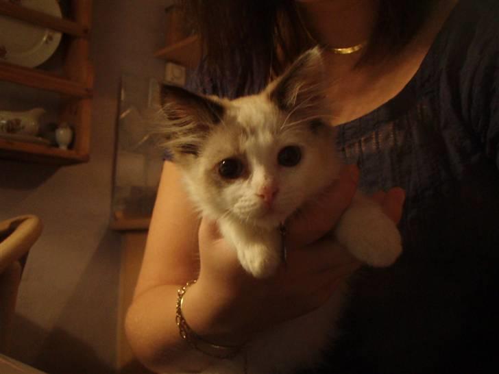 Ragdoll Den maskerede hævner - Som killing. :) billede 3