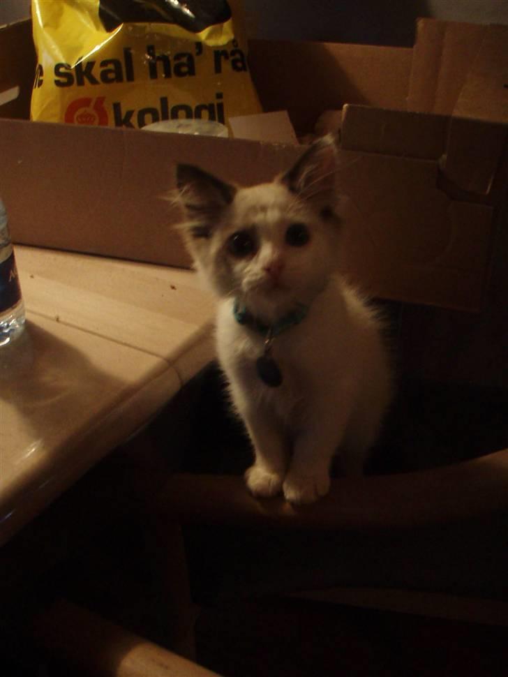 Ragdoll Den maskerede hævner - Som killing. :) billede 4