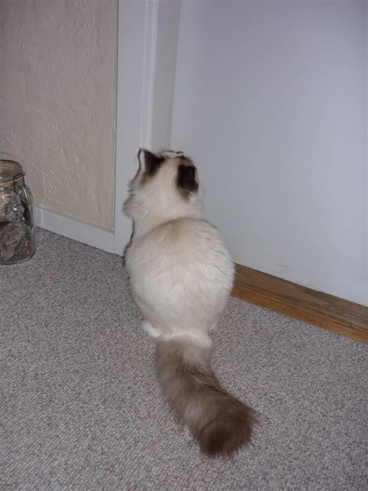 Ragdoll Den maskerede hævner - 8 måneder billede 5