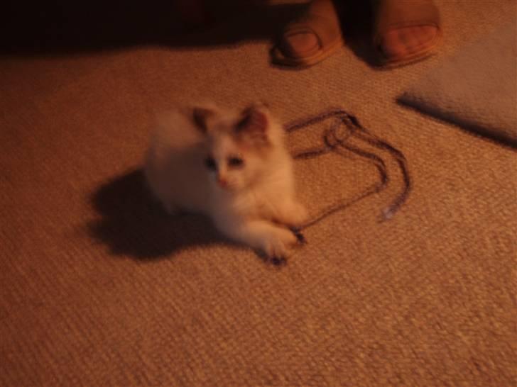 Ragdoll Den maskerede hævner - 12 uger gammel. Lidt sølle og pjusket. billede 6