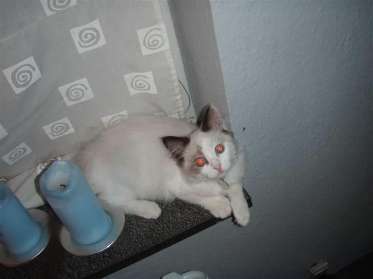 Ragdoll Den maskerede hævner - okt. 08- teenage mis. billede 7