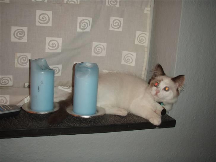 Ragdoll Den maskerede hævner - okt. 08- teenage mis. billede 8