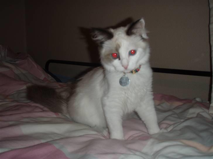 Ragdoll Den maskerede hævner - 22 okt- Teenage mis. billede 9