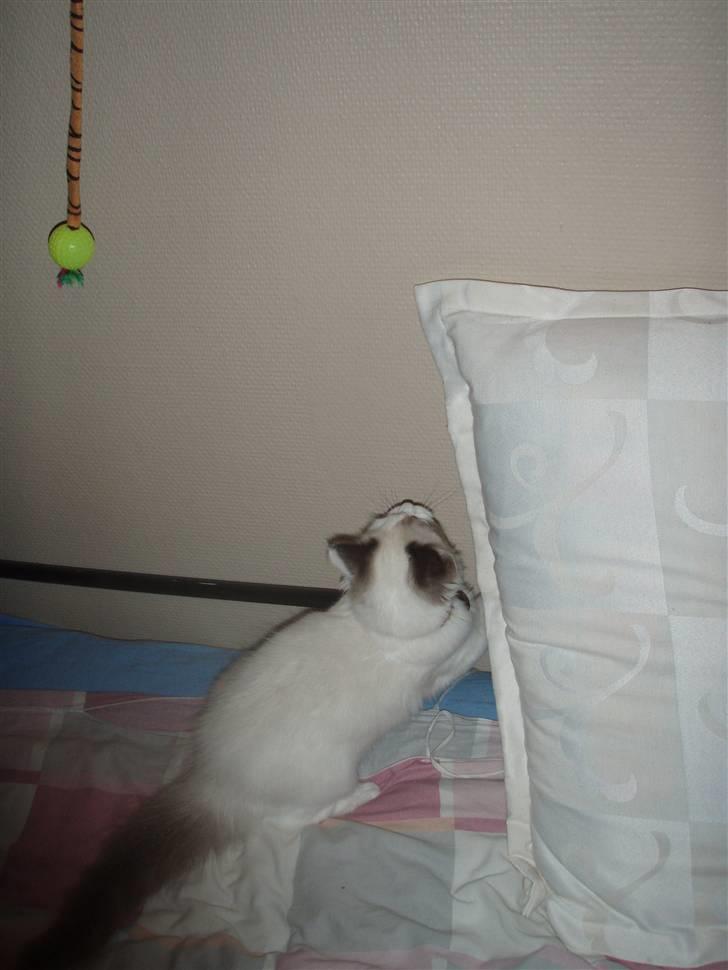 Ragdoll Den maskerede hævner - En rigtig tiger. billede 10