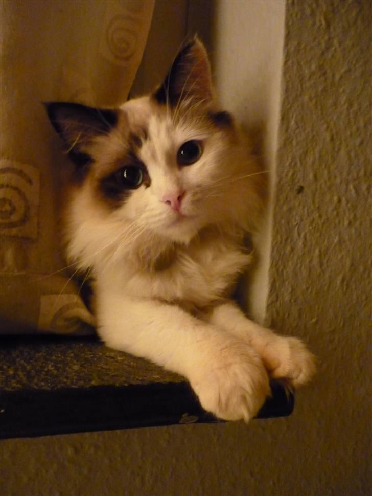 Ragdoll Den maskerede hævner - Lækker lækker billede 11