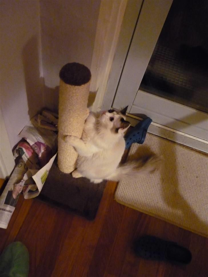 Ragdoll Den maskerede hævner - Tiger igen billede 12