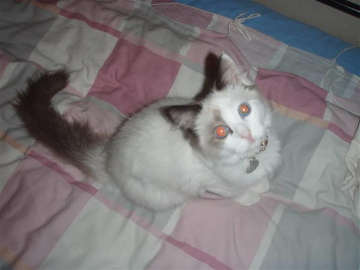 Ragdoll Den maskerede hævner - teenage mis. billede 13