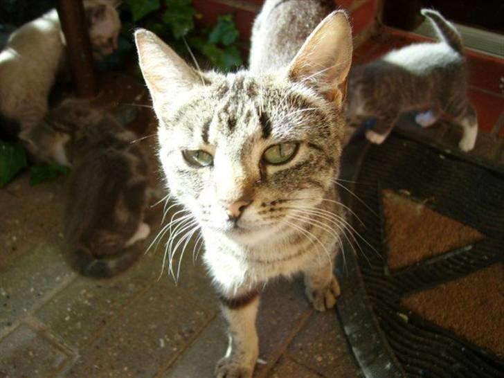 Blanding af racer Lilo billede 8