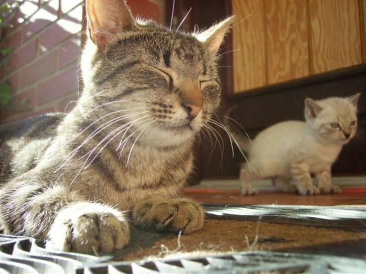 Blanding af racer Lilo billede 9