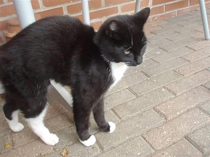 Blanding af racer Domino billede 1