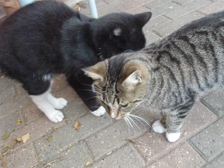 Blanding af racer Domino billede 2