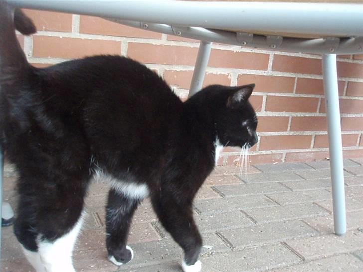 Blanding af racer Domino billede 3