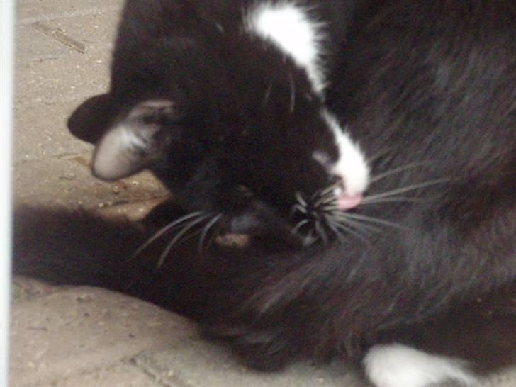 Blanding af racer Domino billede 4