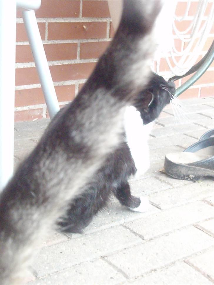 Blanding af racer Domino billede 5